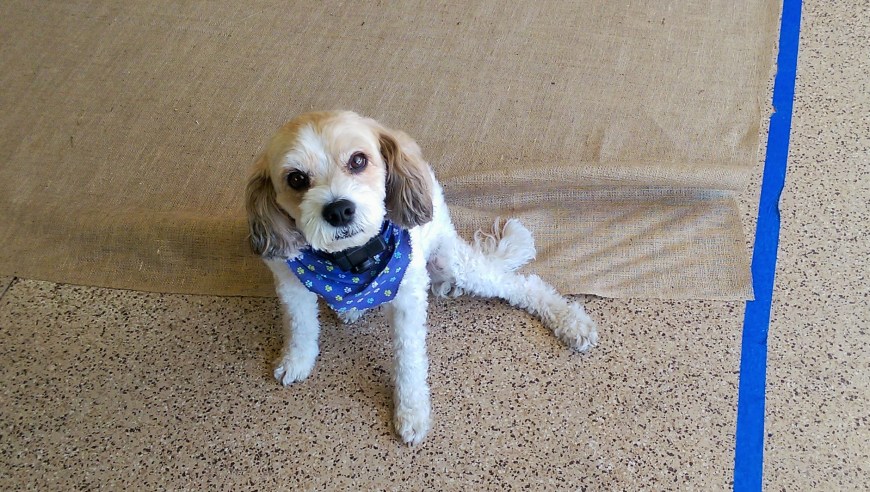 Marco may be super cute, but he is soooo in the way.